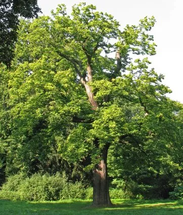 Großartiger Kastanienbaum