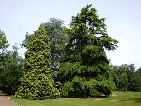 Nicht behandelte Nadelhölzer