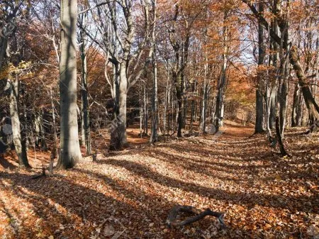 Europäische Laubhölzer